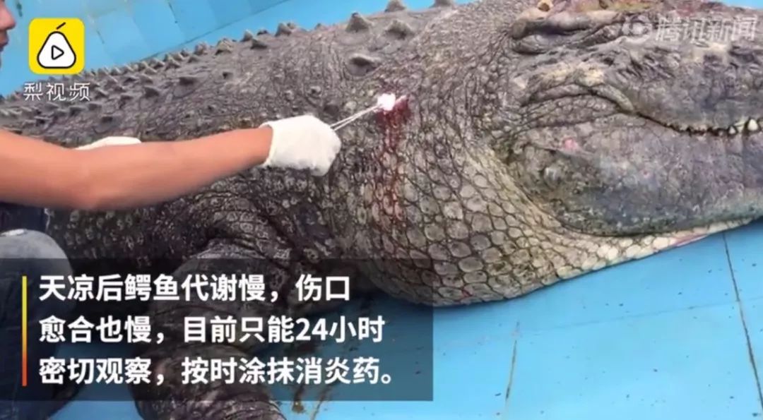 游客砸伤亚洲鳄鱼原因十分可笑 鳄鱼受伤照片曝光 该怎么惩罚 
