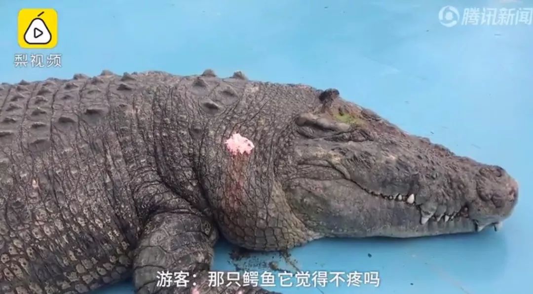 游客砸伤亚洲鳄鱼原因十分可笑 鳄鱼受伤照片曝光 该怎么惩罚 