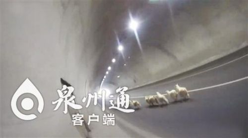 一羊群在高速隧道乱跑乱窜 泉州交警当起“羊倌”摈除了