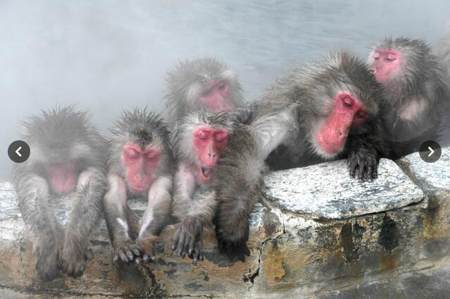 日本猴子又在泡温泉啦！边泡边吃烤红薯太惬意