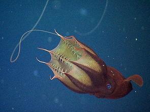 在深海中的八大恐怖生物你知道有哪些吗