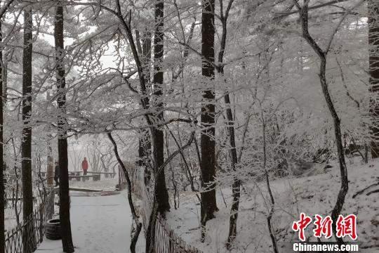 安徽黄山又迎降雪 雪凇云海获游客点赞