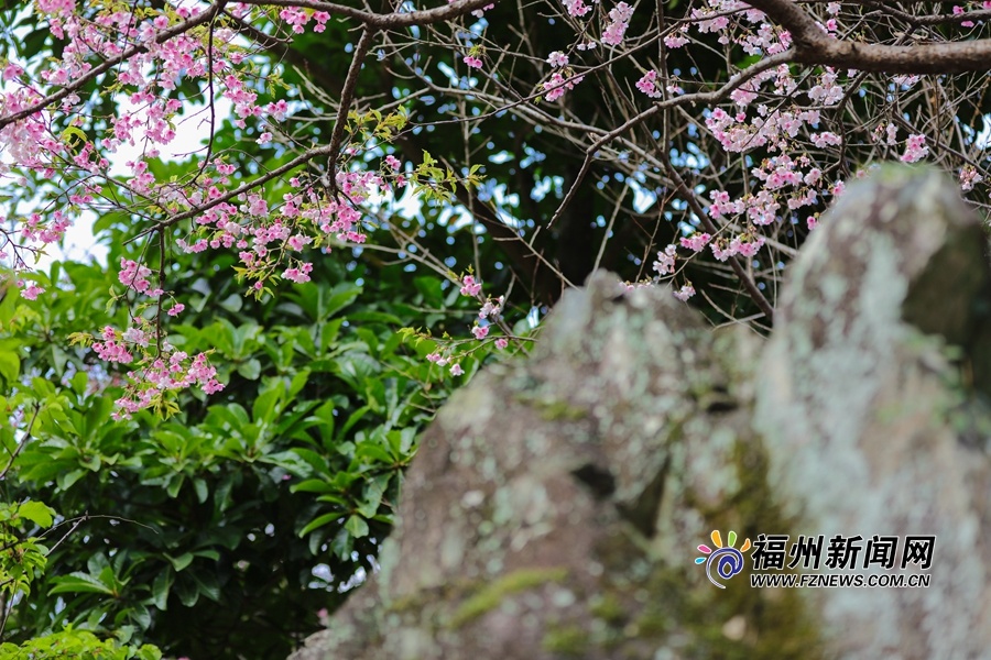 福州樱花渐入佳境 森林公园迎樱花季
