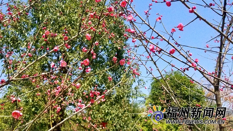 福州儿童公园300余株榆叶梅进入盛花期