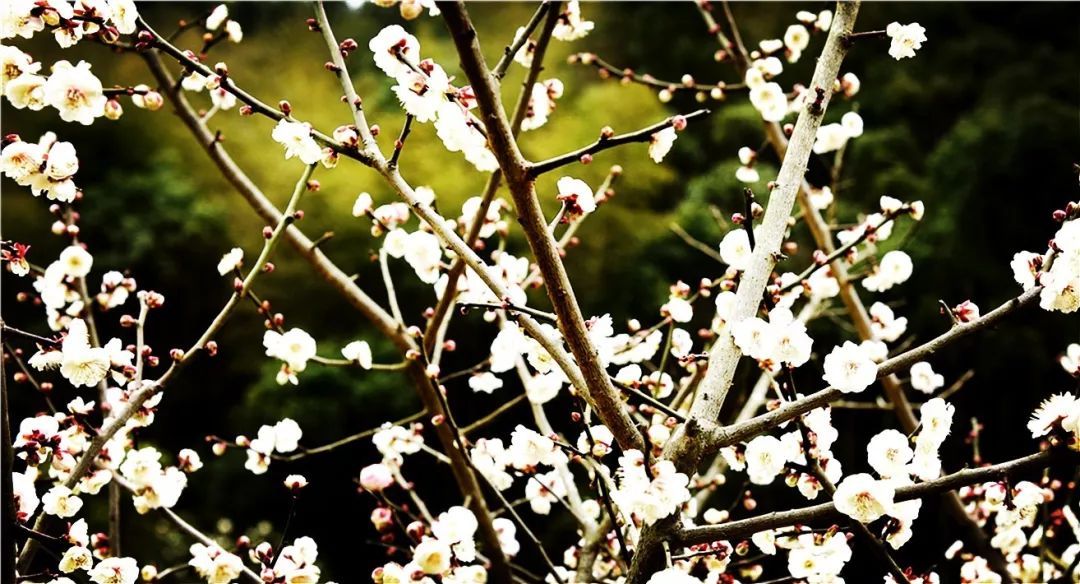 哇！三明这个地方竟然有379种梅花，正是赏梅好时节！