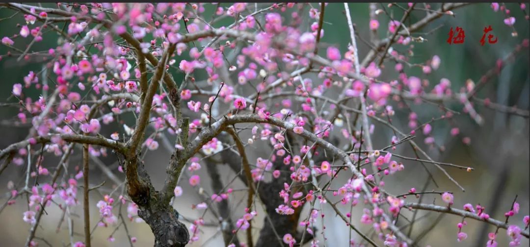 哇！三明这个地方竟然有379种梅花，正是赏梅好时节！