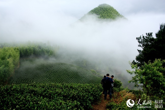 南平政和：持续打造茶品牌 助力茶产业发展
