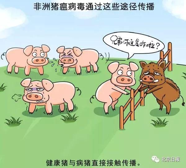三全水饺检出猪瘟最新进展，非洲猪瘟感染人吗怎么预防