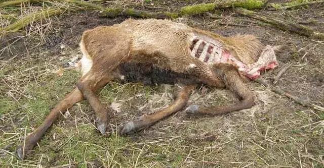 感染“僵尸病毒”的鹿已席卷美国24州，恐传染给人则大事不妙...