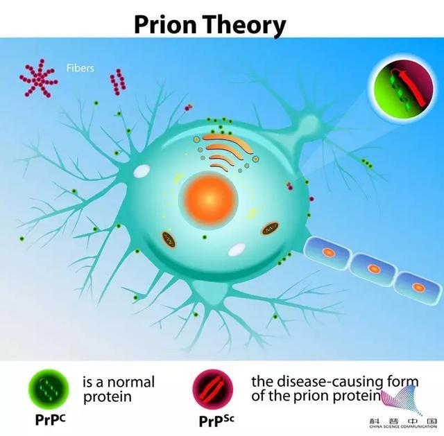 朊病毒的理论 朊病毒不是传统意义上的病毒,而是一类不含核酸仅由蛋白