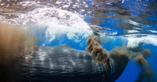潜水员被鲸鱼吞入瞬间照片曝光 潜水员被鲸鱼吞入怎么存活的