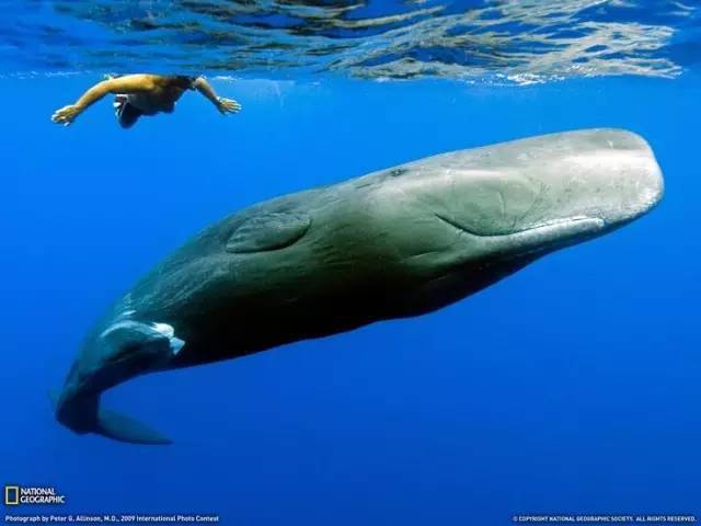 潜水员被鲸鱼吞入瞬间照片曝光 潜水员被鲸鱼吞入怎么存活的
