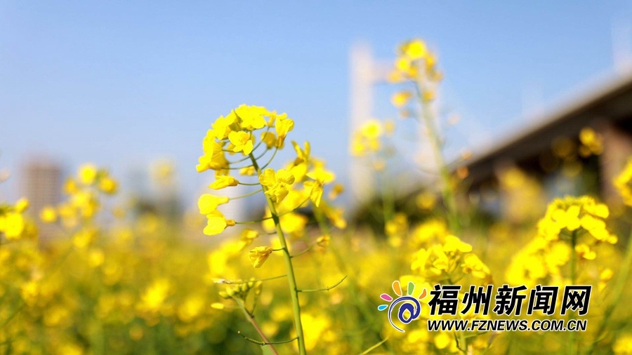 福州花海公园油菜花：春风十里 花漪荡漾