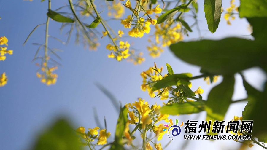 福州花海公园油菜花：春风十里 花漪荡漾