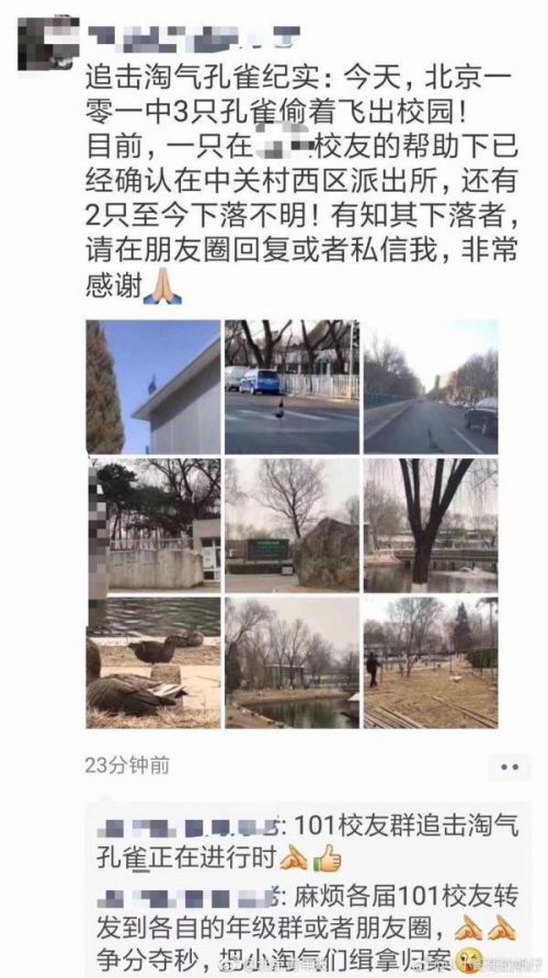 3只孔雀从北京101中学偷跑事件始末 3只孔雀找到了吗？