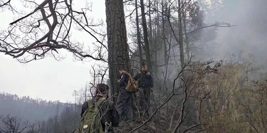 木里森林火灾确认为雷击火，着火点为一棵云南松