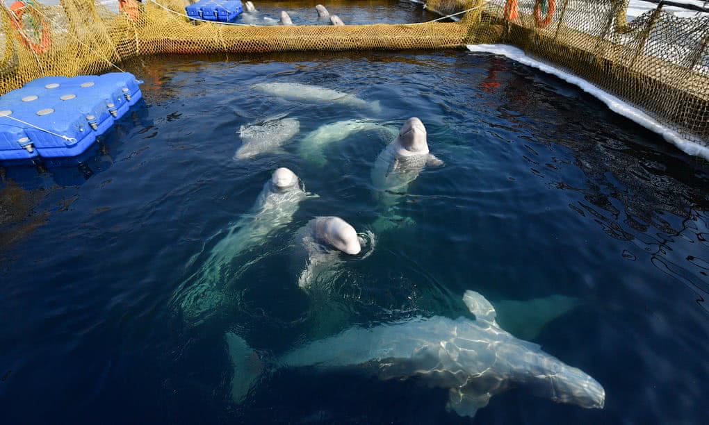 俄鲸鱼监狱遭抗议具体什么情况 关上百头鲸引众怒承诺释放