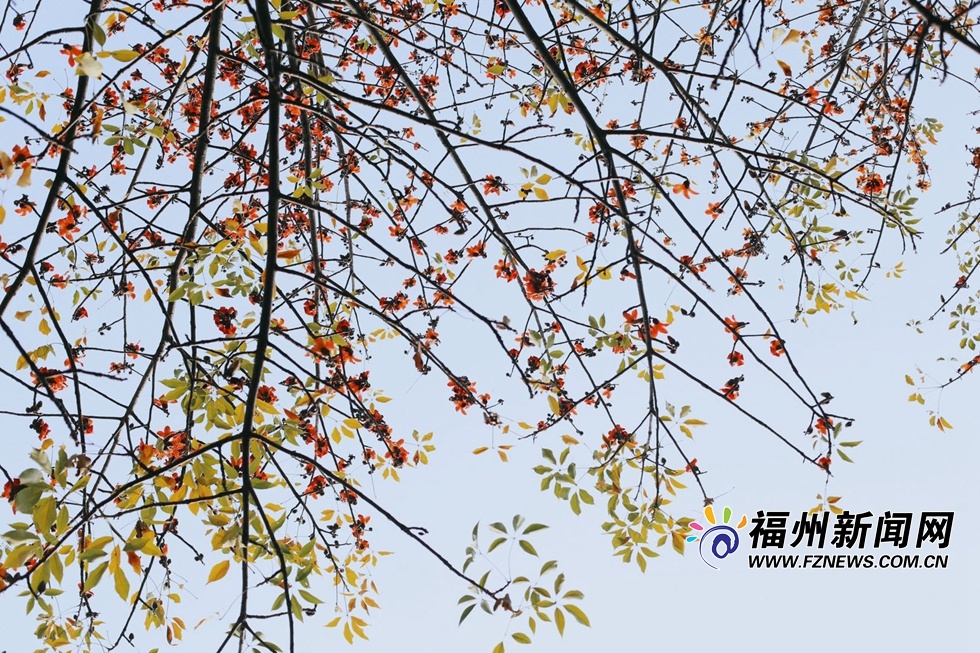 福州：木棉花的春天