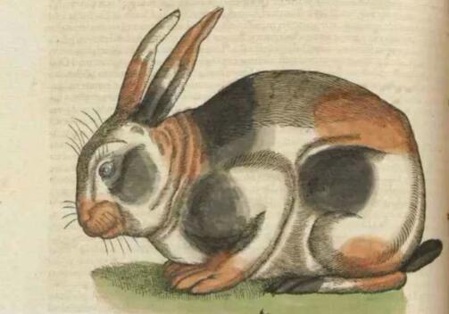 抖音来来来来来来是什么歌 中世纪邪恶的象征兔子什么梗