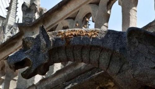 18万只蜜蜂还活着怎么回事？巴黎圣母院为什么养18万只蜜蜂