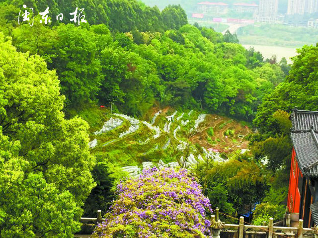 福安天马山公园内开发草莓采摘园 住建部门表示：将进行引导种植