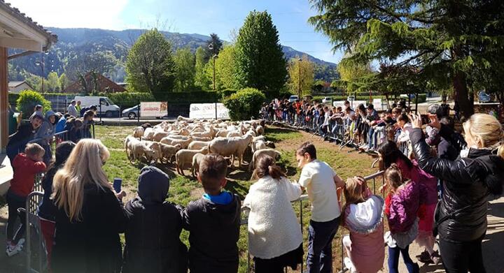 15只羊登记入学什么情况 法国15只羊成为“小学生”