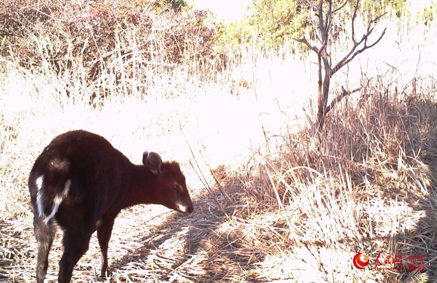 动物世界很精彩 福建武夷山国家公园首次发布动物监测影像