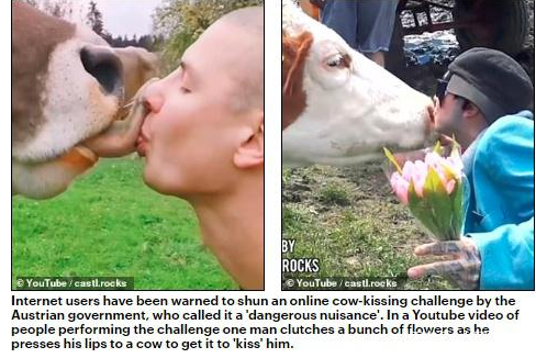 亲吻奶牛风靡欧洲,欧洲亲吻奶牛挑战,亲吻奶牛