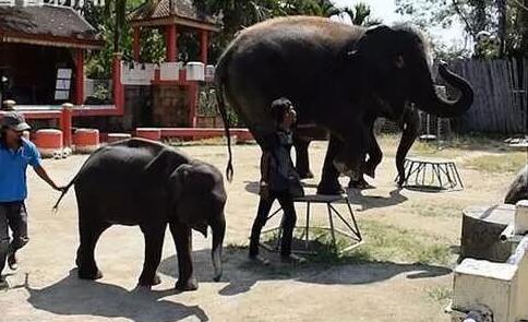 泰国动物园3岁小象双腿折断去世怎么回事？3岁小象双腿为什么折断