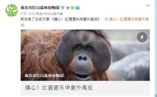 猩猩乐申意外离世怎么回事？猩猩乐申意外离世原因是什么