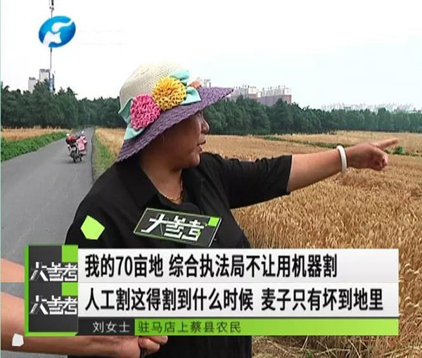 农妇手割70亩小麦是真的吗？河南上蔡县为什么要求农妇手割小麦