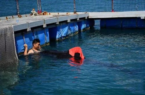 三亚领航鲸死亡怎么回事？三亚领航鲸丫丫为什么死亡死因是什么