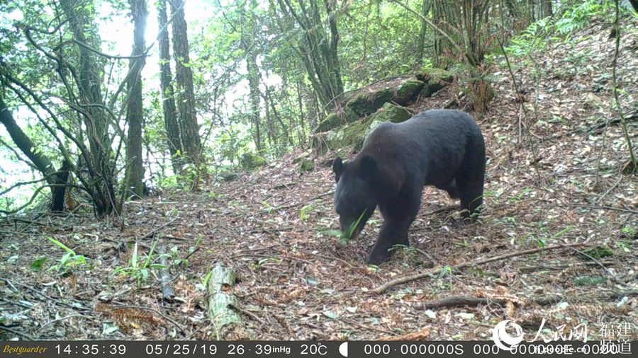黑熊、猕猴出镜 珍稀野生动物现身福建将乐龙栖山自然保护区