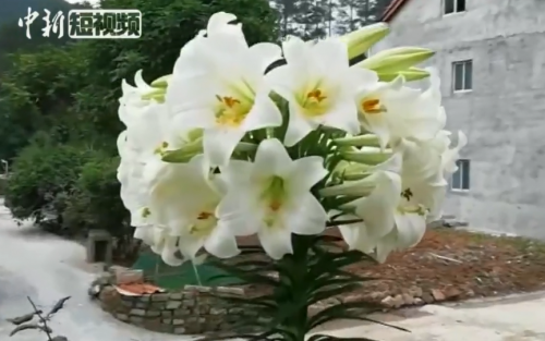 一株百合开出52朵花怎么回事?一株百合为什么能开出52朵花令人惊叹
