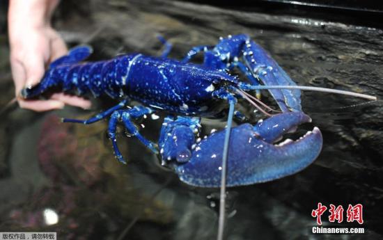 餐厅发现蓝色龙虾怎么回事 蓝色龙虾照片曝光多少钱能吃么？