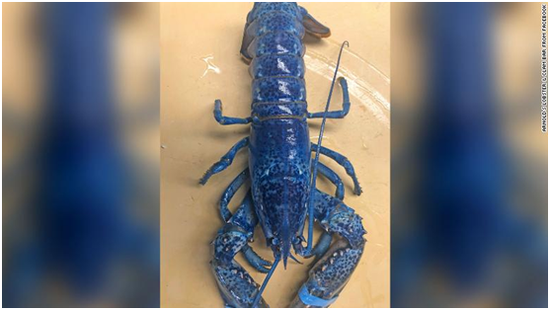 餐厅发现蓝色龙虾可以吃吗 蓝色龙虾和普通龙虾有什么区别