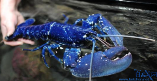 餐厅发现蓝色龙虾什么情况 蓝色龙虾是怎么出现的能食用么？