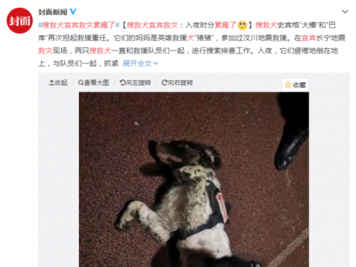 搜救犬宜宾救灾累瘫了怎么回事？搜救犬救灾累瘫了照片曝光令人心疼