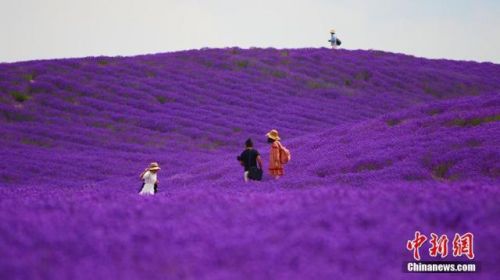 伊犁6万亩薰衣草盛开照片曝光美如画！伊犁6万亩薰衣草盛开组图