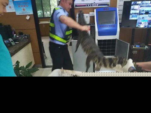 武汉暴雨鳄鱼出没什么情况？武汉暴雨鳄鱼出没真相鳄鱼来自哪里