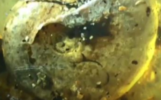 琥珀蜗居古老生物详细情况 琥珀蜗居古老生物图片曝光不可思议