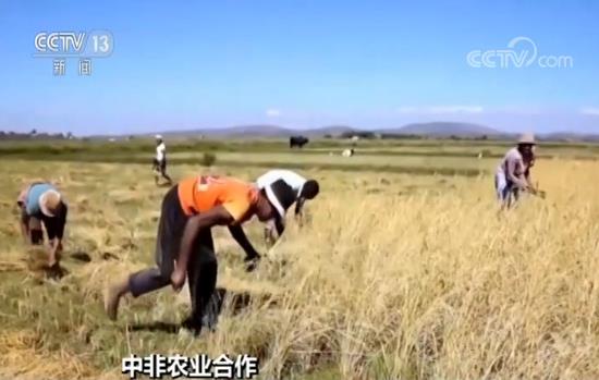 杂交水稻创纪录什么情况 中国水稻使整个非洲受益