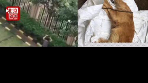 打死金毛犬被刑拘事件来龙去脉 打死金毛犬被刑拘详细情况
