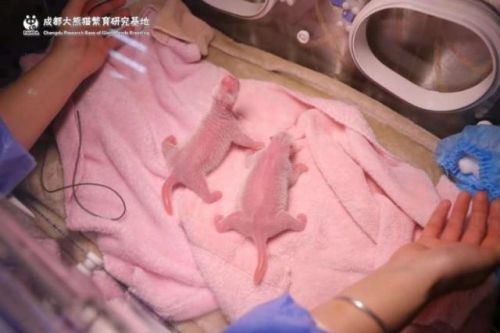 大熊猫阿宝诞下龙凤胎怎么回事？大熊猫阿宝诞下龙凤胎详细情况