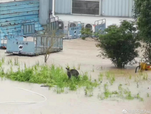武夷山机场开启看海模式什么情况？武夷山暴雨机场被淹现场图