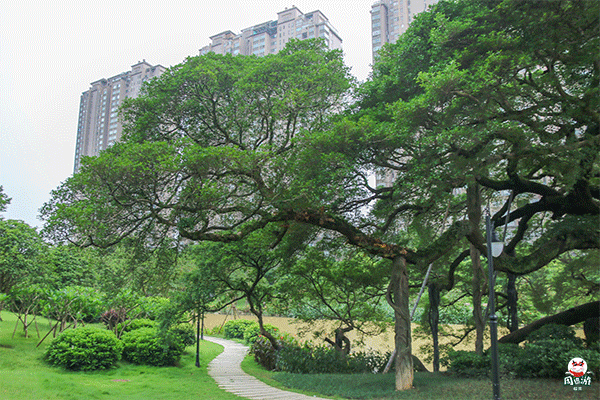 榕荫柳绿、流花叠影......福州这个公园逆天大变样！