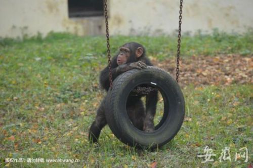 合肥大猩猩出逃怎么回事 猩猩速度太快饲养人员阻止失败