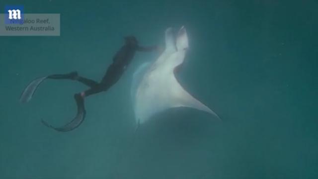 海洋惊魂：大魔鬼鱼被鱼钩钩住眼睛，竟扑向潜水摄影队员乞求救命