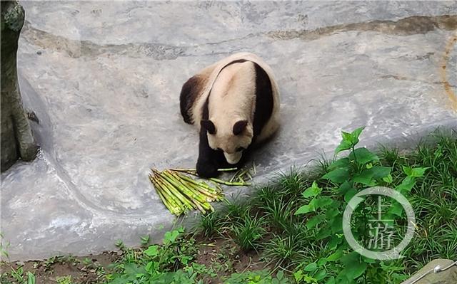 世界罕见！重庆动物园两只大熊猫同日生下双胞胎