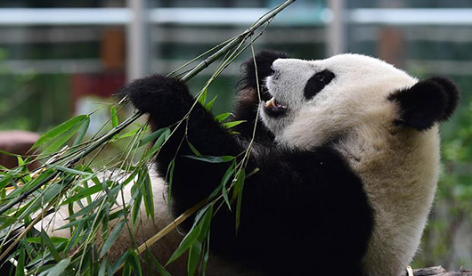 大熊猫“姐妹花”安然度暑